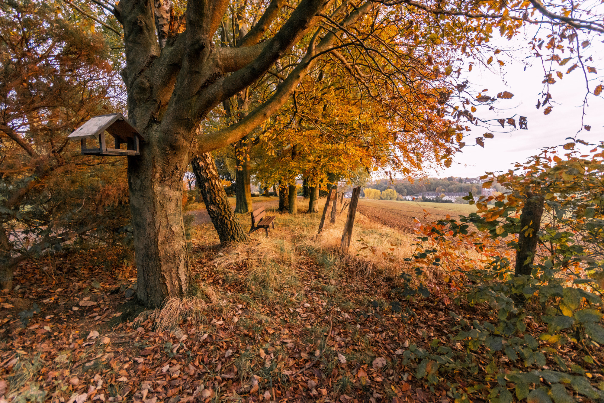 Sigma AF 10-20mm F4-5.6 EX DC sample photo. The autumn files: iv photography