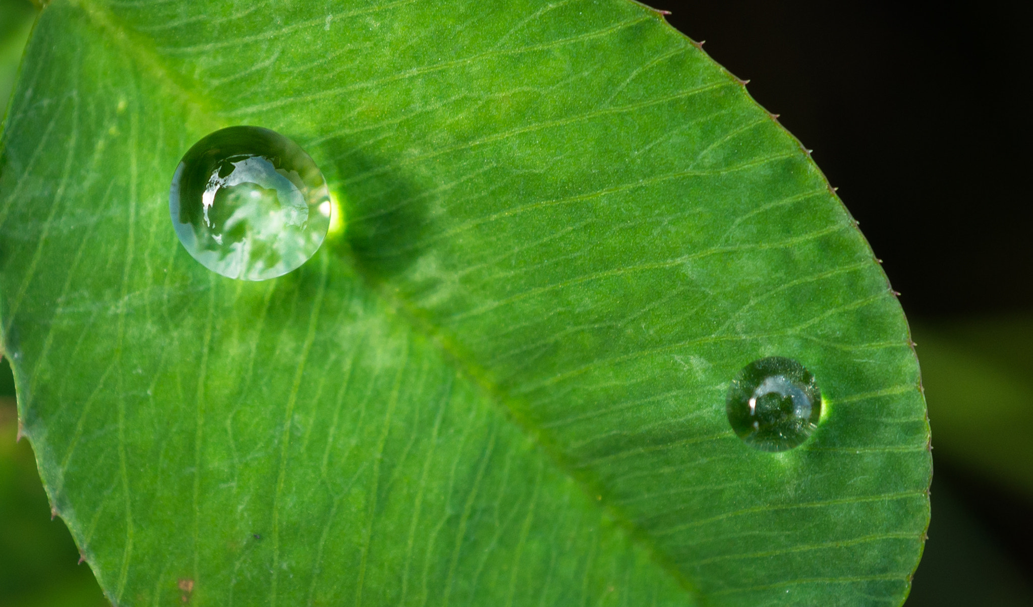 Sony Alpha NEX-5N + Sony E 30mm F3.5 Macro sample photo. Clear bead photography