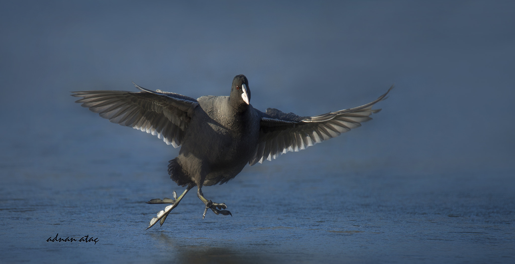 Sigma 150-600mm F5-6.3 DG OS HSM | S sample photo. Sakarmeke - fulica atra - eurasian coot photography