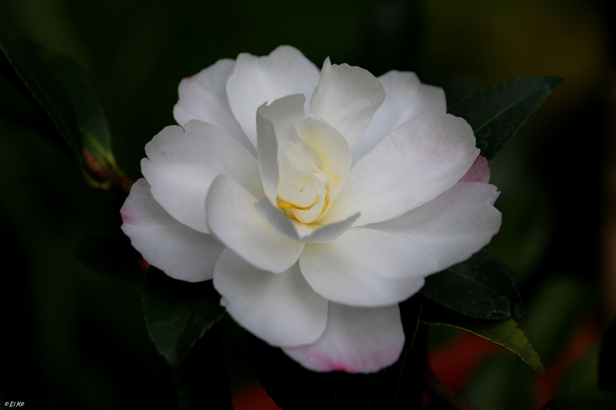 Canon EF-S 15-85mm F3.5-5.6 IS USM sample photo. Delicate flower photography