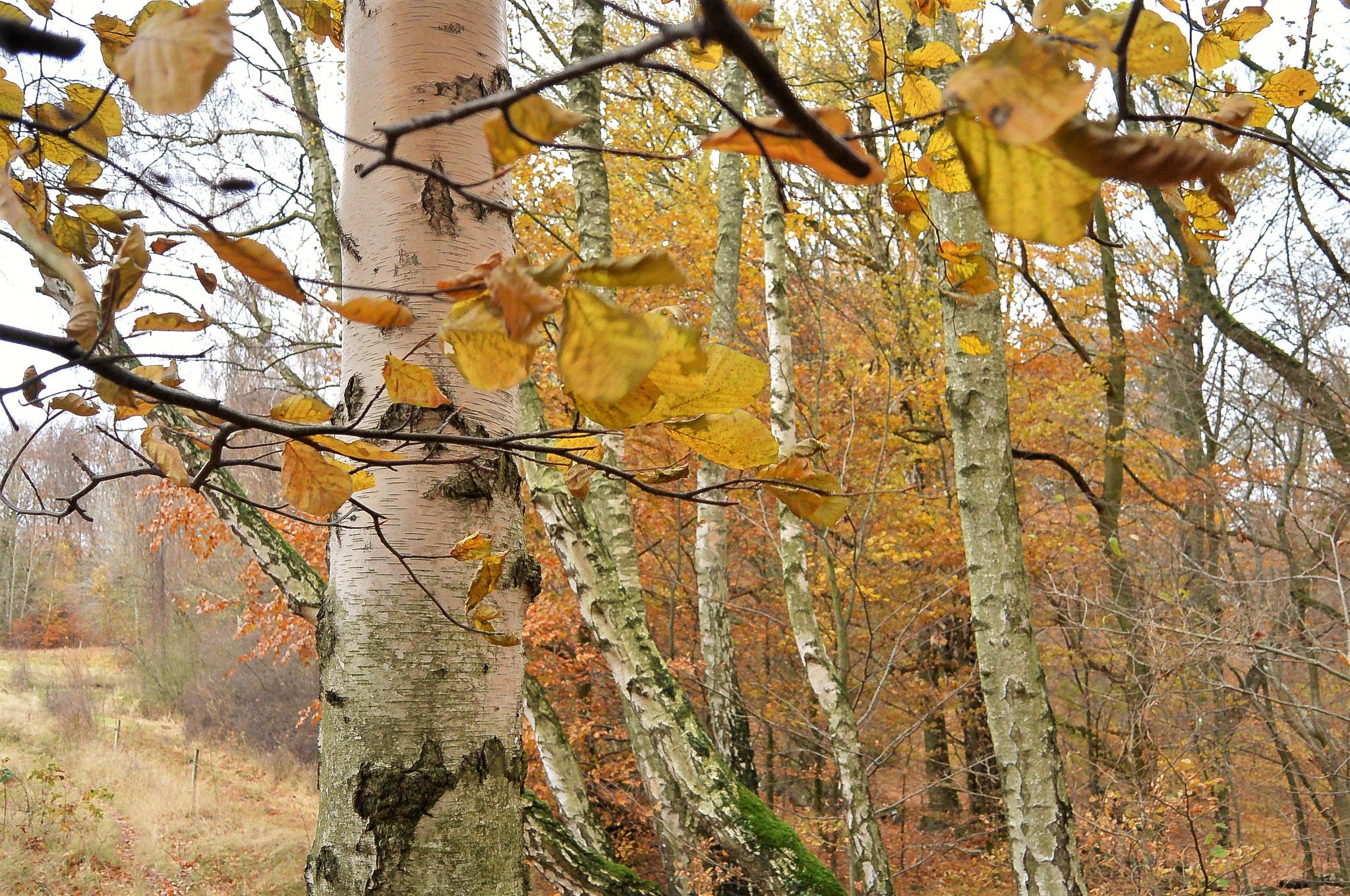 Nikon 1 Nikkor 11-27.5mm F3.5-5.6 sample photo. Birches photography