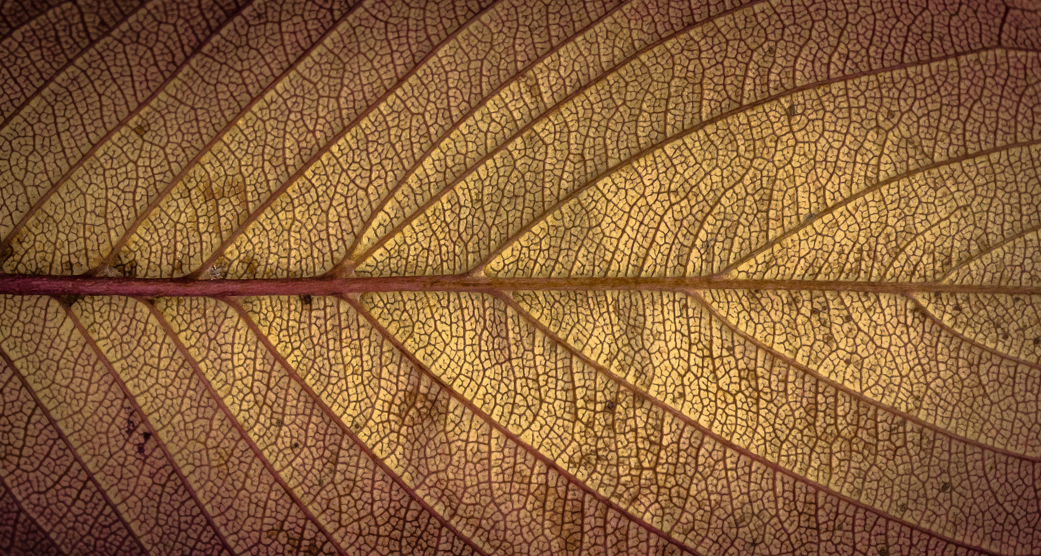 Sony Alpha NEX-5N + Sony E 30mm F3.5 Macro sample photo. Autumn texture photography