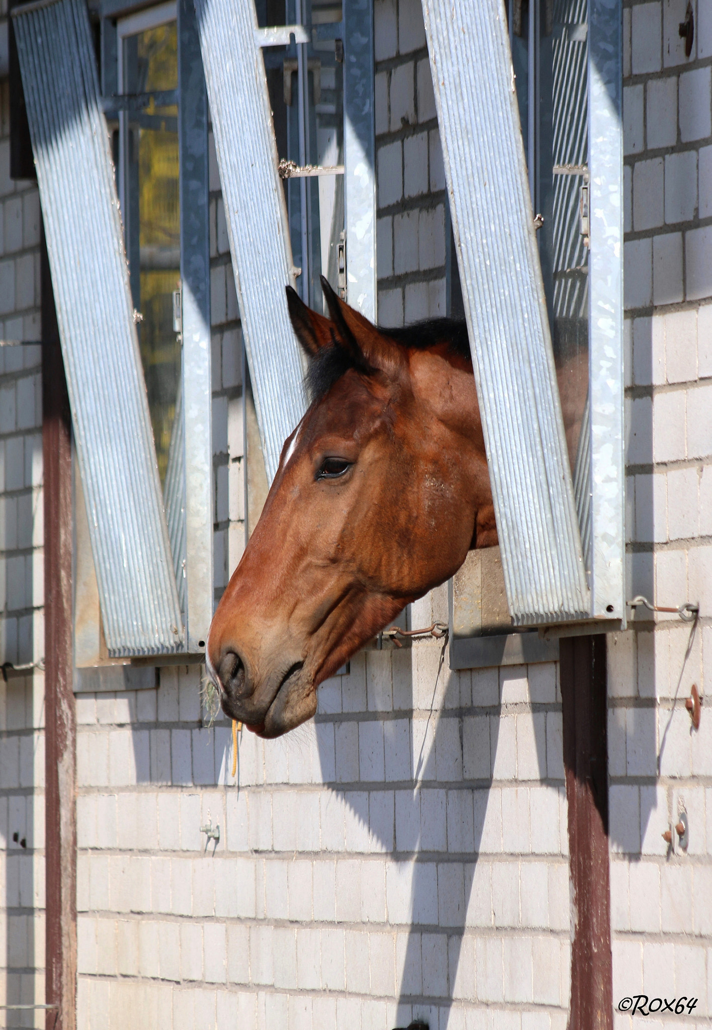 Canon EF 70-300mm F4-5.6 IS USM sample photo. Pferdestall photography