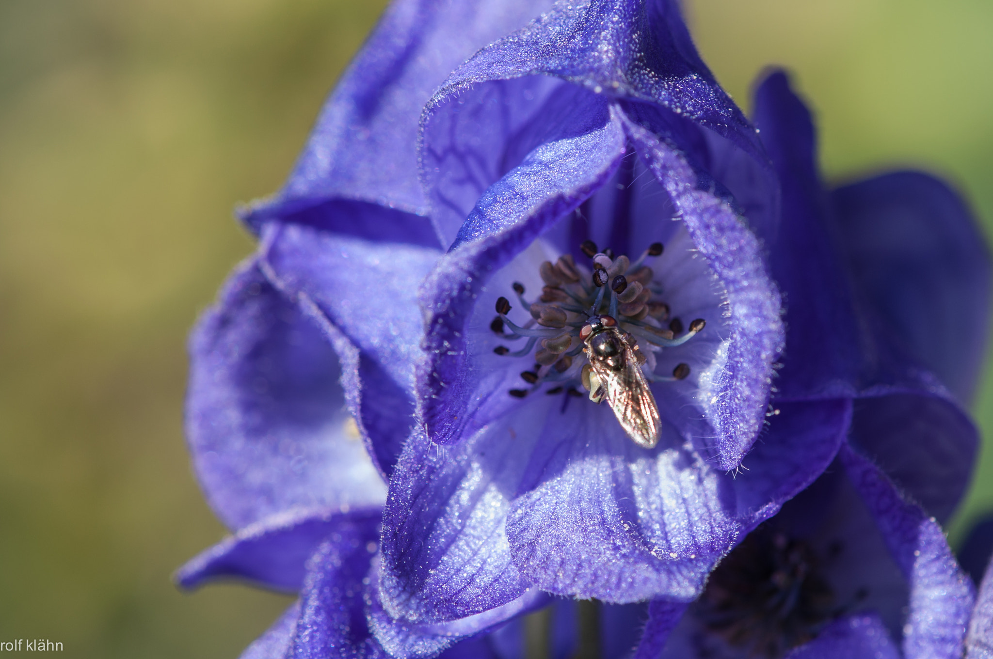 Nikon AF-S DX Micro-Nikkor 85mm F3.5G ED VR sample photo. Eisenhut photography