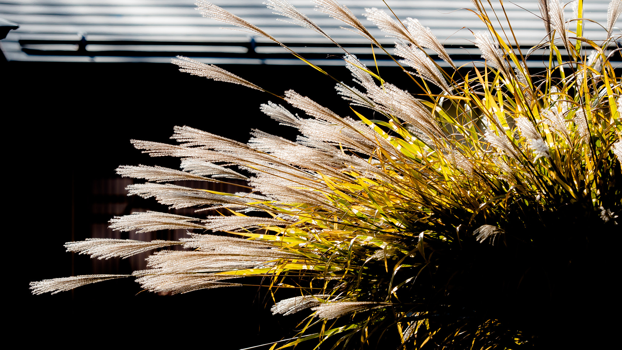 Panasonic Lumix DMC-GH4 sample photo. Miscanthus sinensis photography