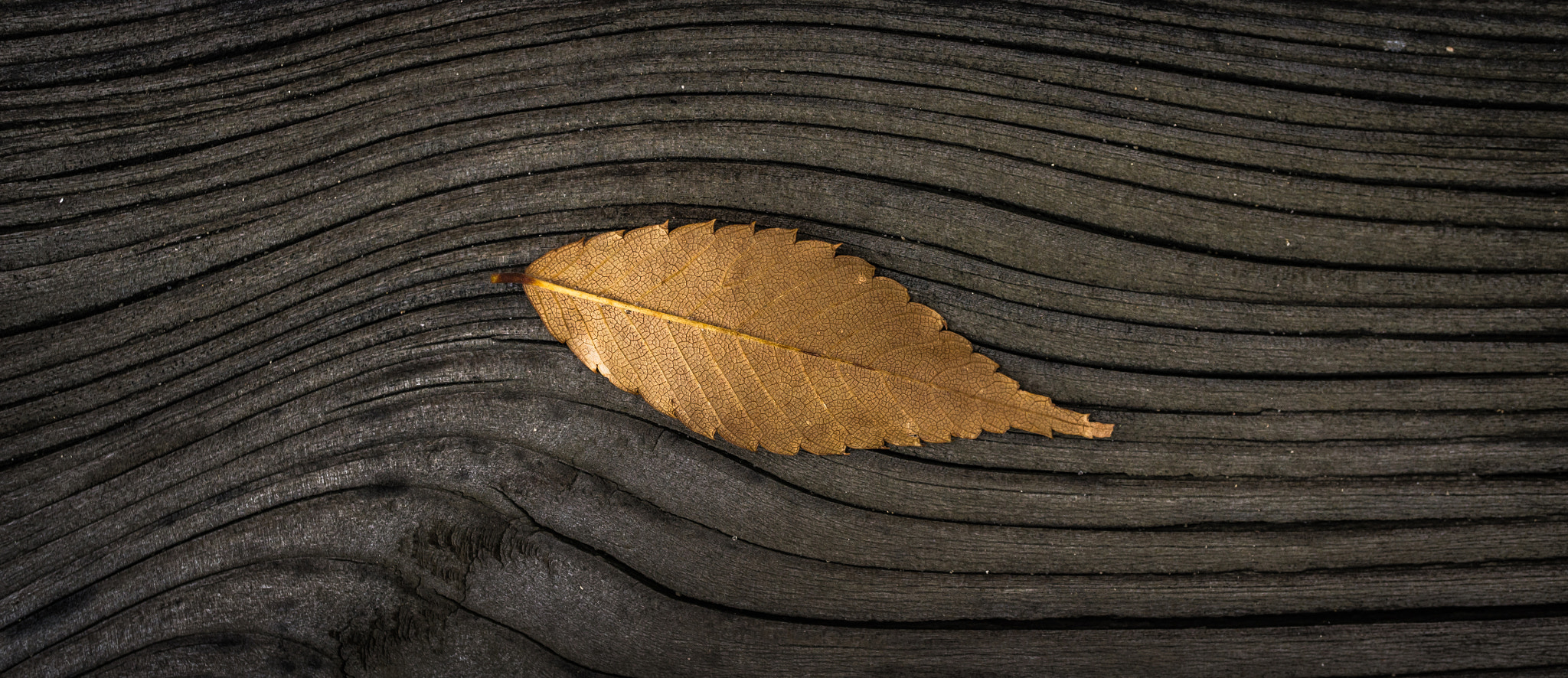 Sony Alpha NEX-5N + Sony E 30mm F3.5 Macro sample photo. Autumn wave photography