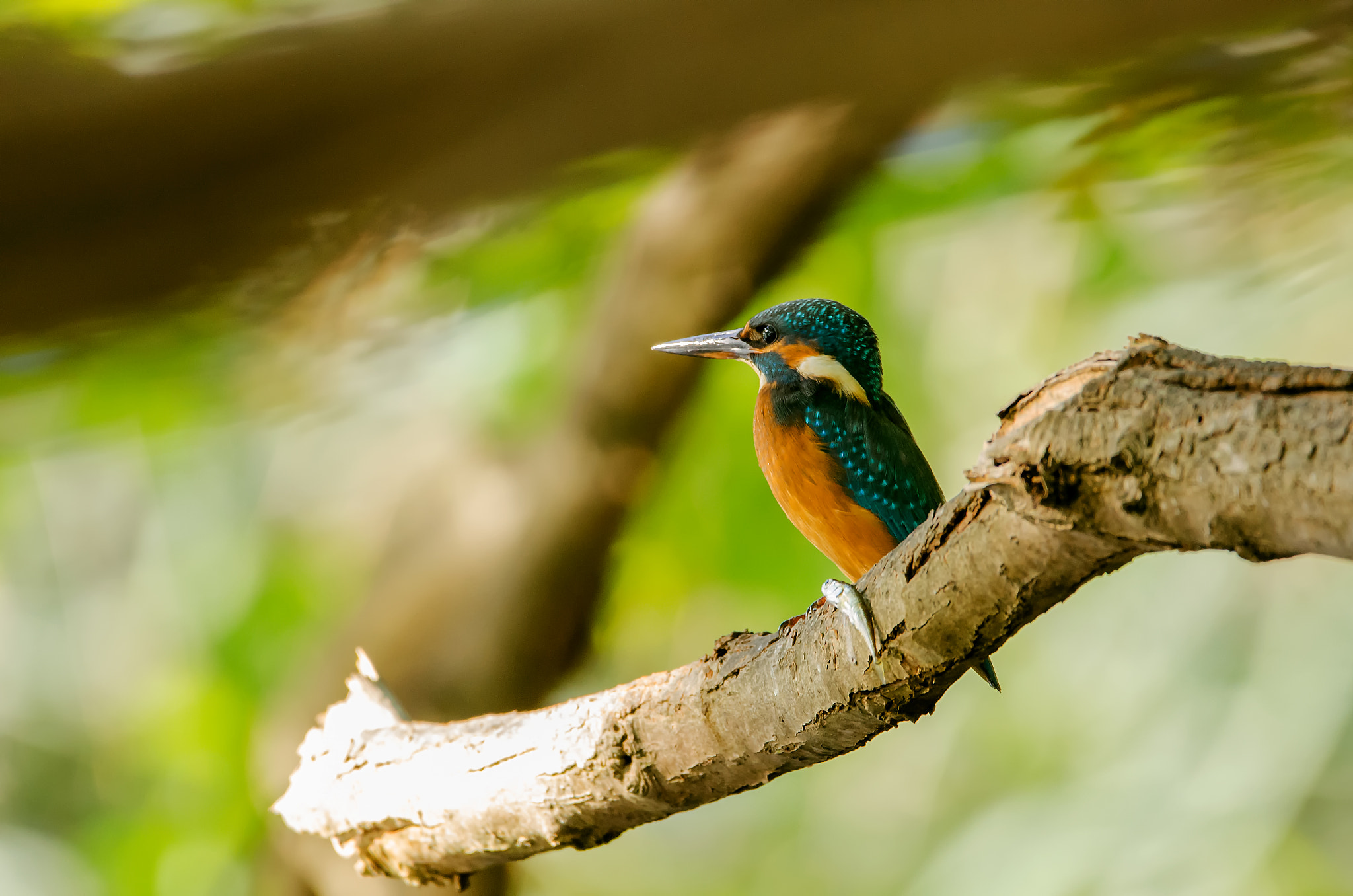 Sigma 150-600mm F5-6.3 DG OS HSM | C sample photo. Kingfisher photography