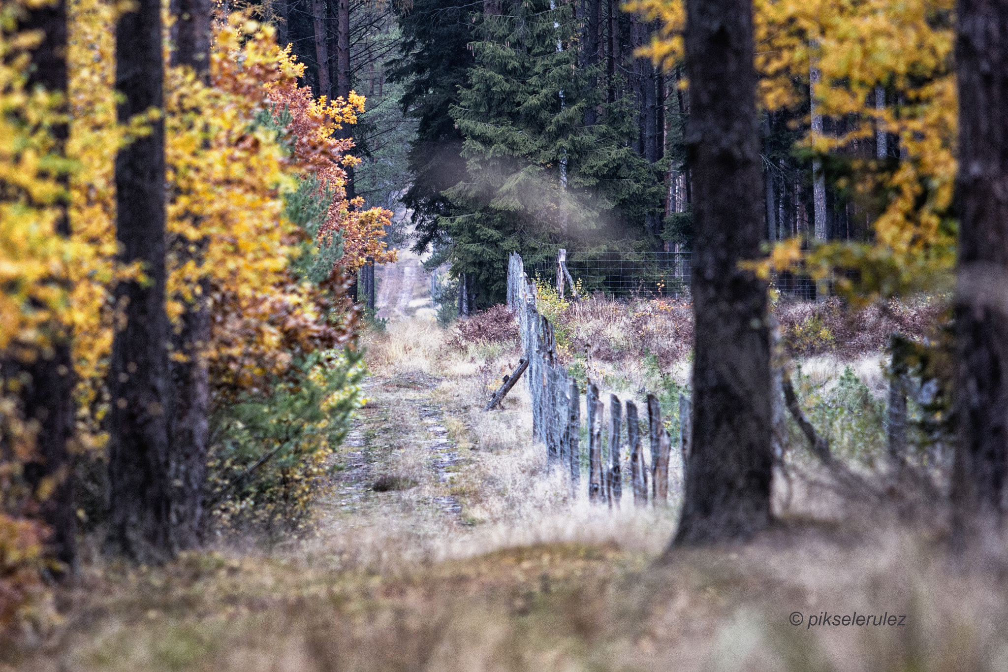 Canon EF 70-200mm F2.8L USM sample photo. In the forest. photography