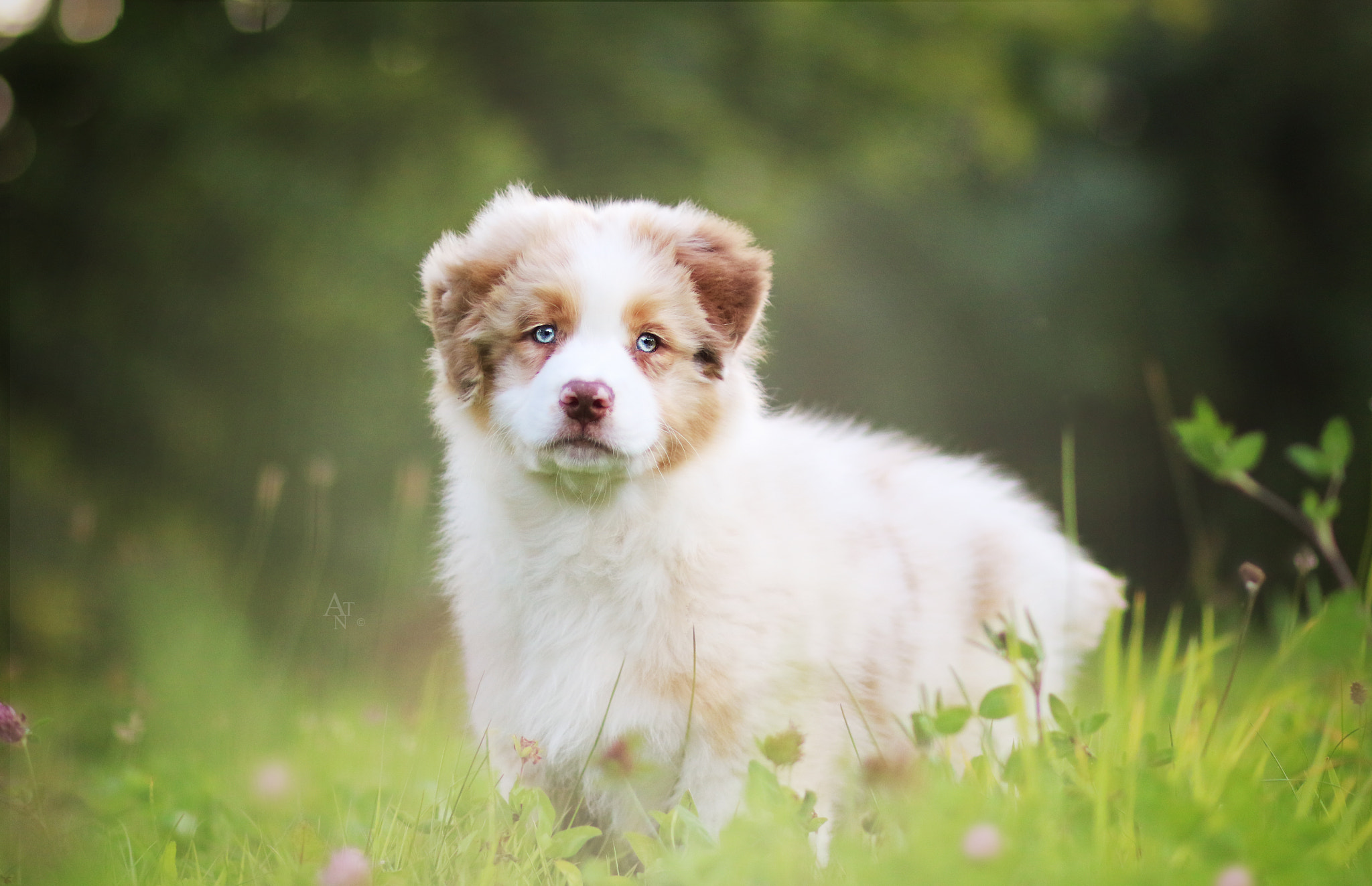 Canon EF 85mm F1.8 USM sample photo. Young and brave photography