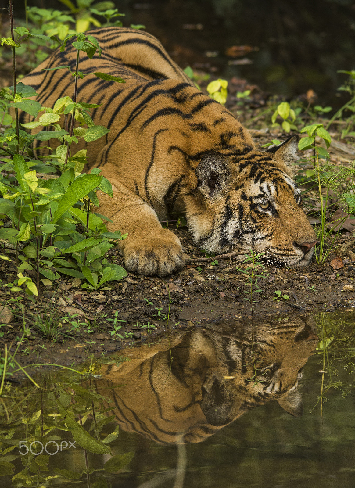 Sigma 150-500mm F5-6.3 DG OS HSM sample photo. Emotion photography