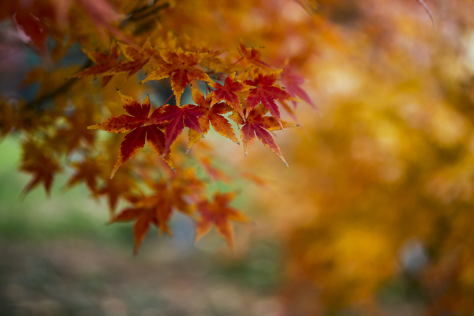 Nikon D800E + ZEISS Makro-Planar T* 50mm F2 sample photo