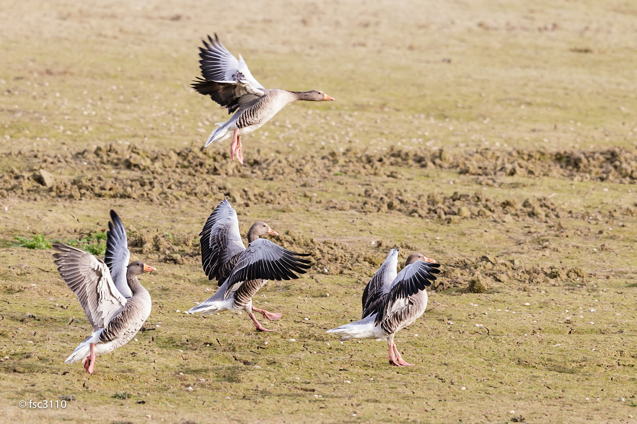 Canon EF 500mm F4L IS II USM sample photo. Greylag gooses landing photography
