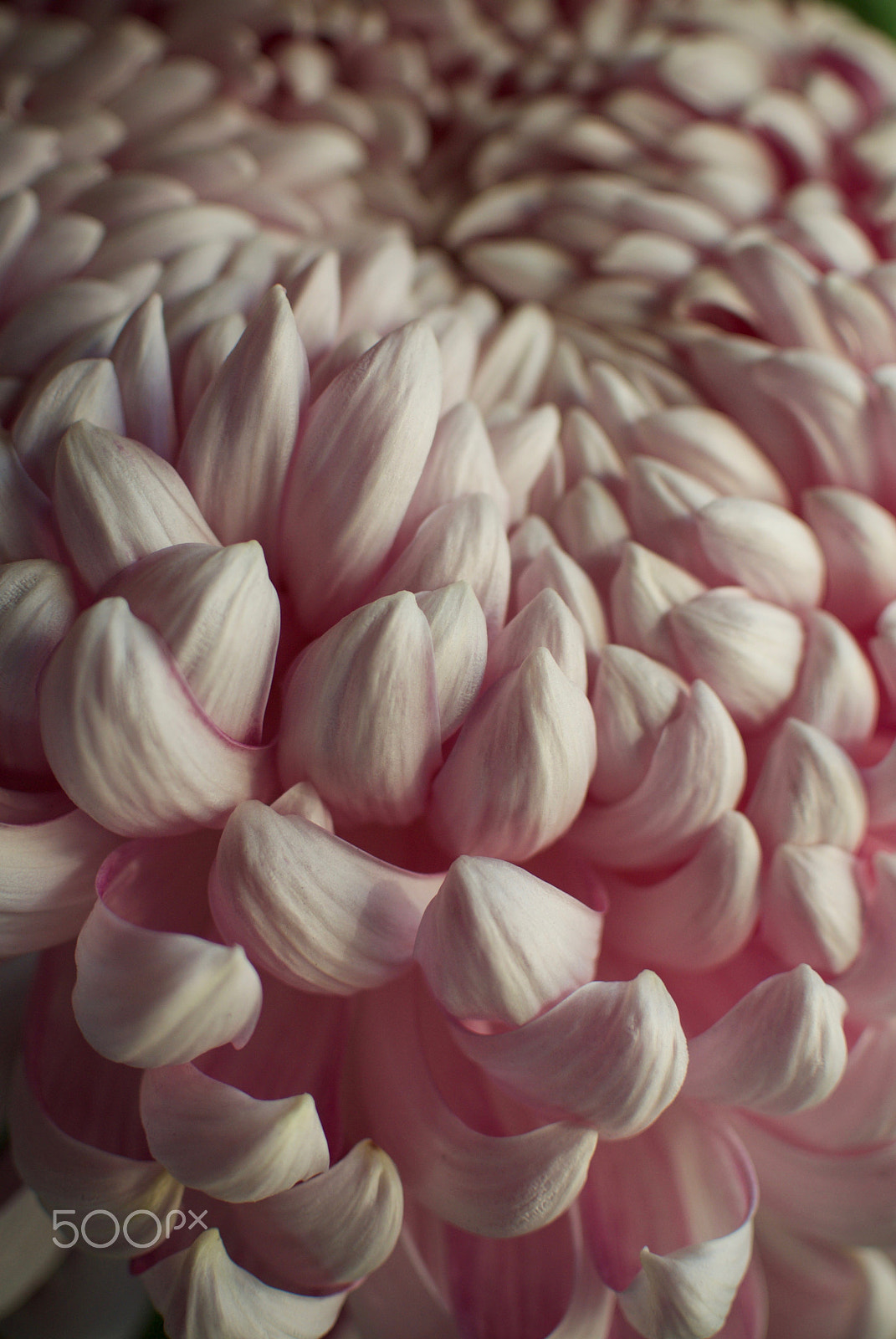 Nikon 1 J2 + Nikon 1 Nikkor 18.5mm F1.8 sample photo. Exhibition chrysanthemum details photography