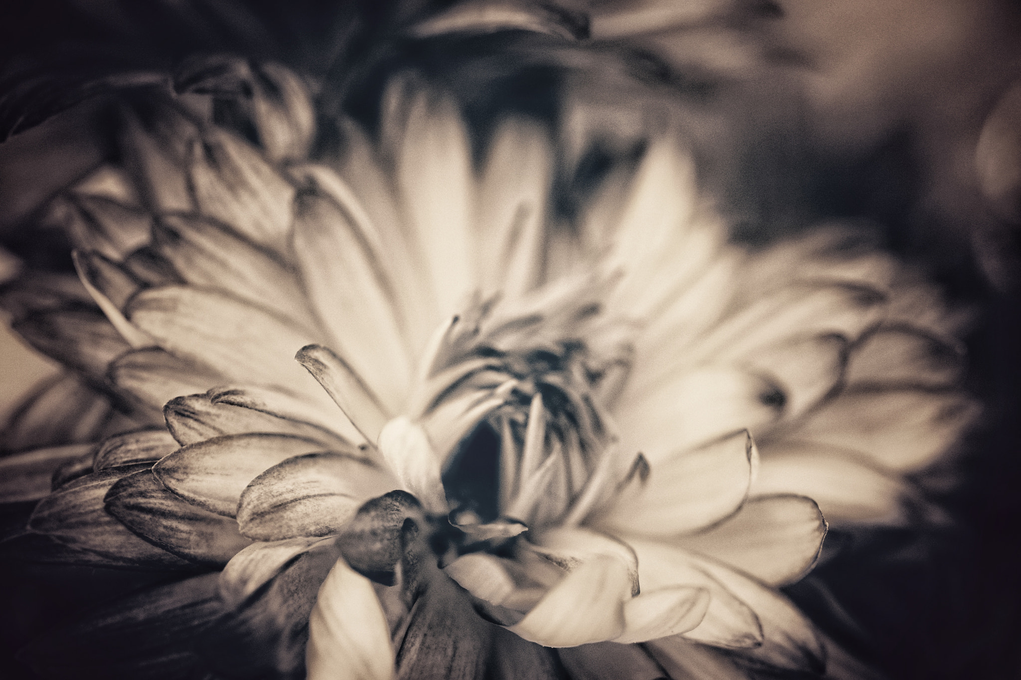 Canon EOS 760D (EOS Rebel T6s / EOS 8000D) sample photo. Mum in monochrome photography