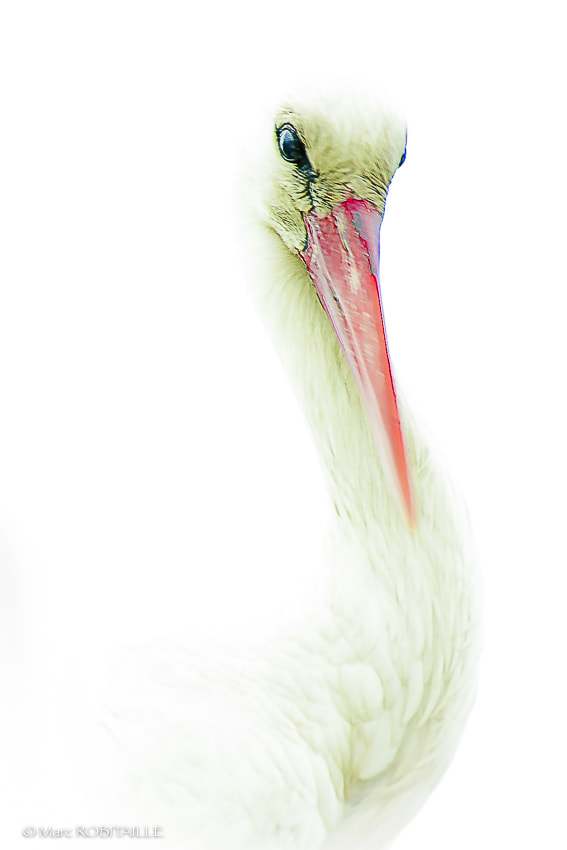Nikon AF-S Nikkor 200-500mm F5.6E ED VR sample photo. Cigogne photography