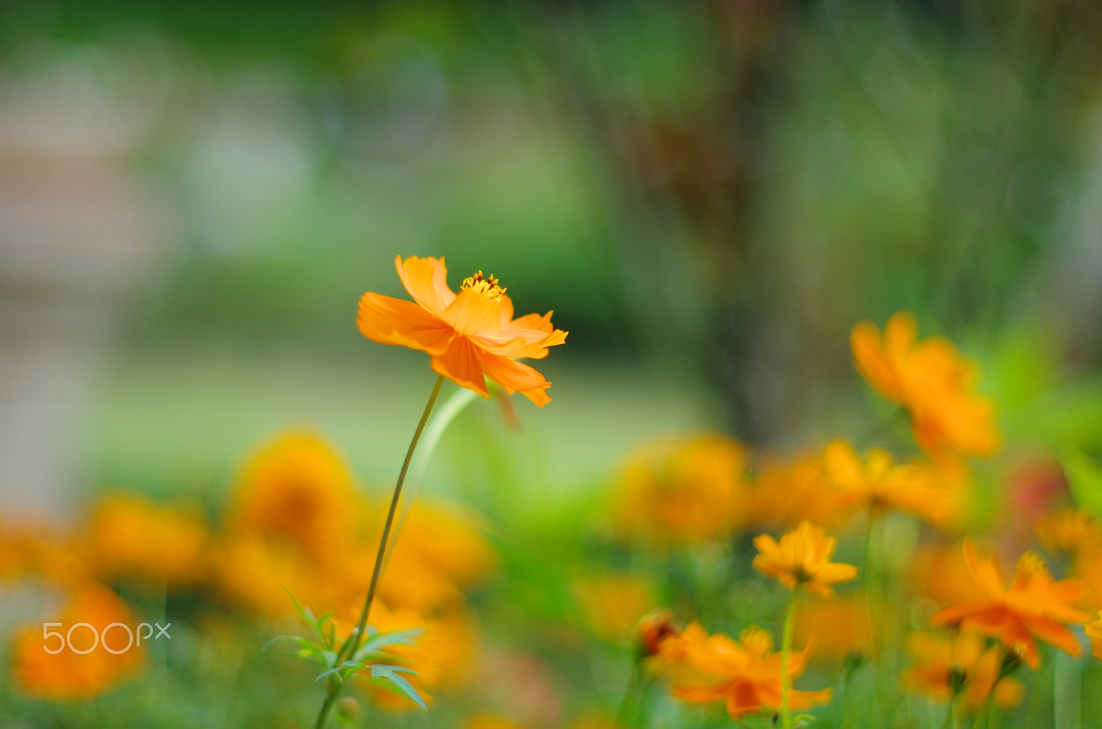 Pentax smc FA 50mm F1.4 sample photo. Premonition photography