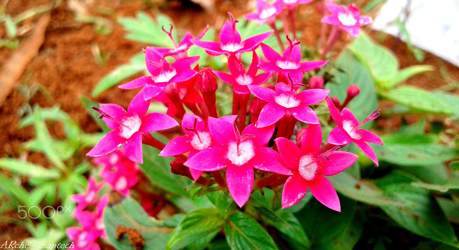 Samsung Galaxy Grand Neo sample photo. Beautiful bunch photography