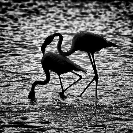 Nikon AF-S Nikkor 200-500mm F5.6E ED VR sample photo. Cigogne en n&b photography