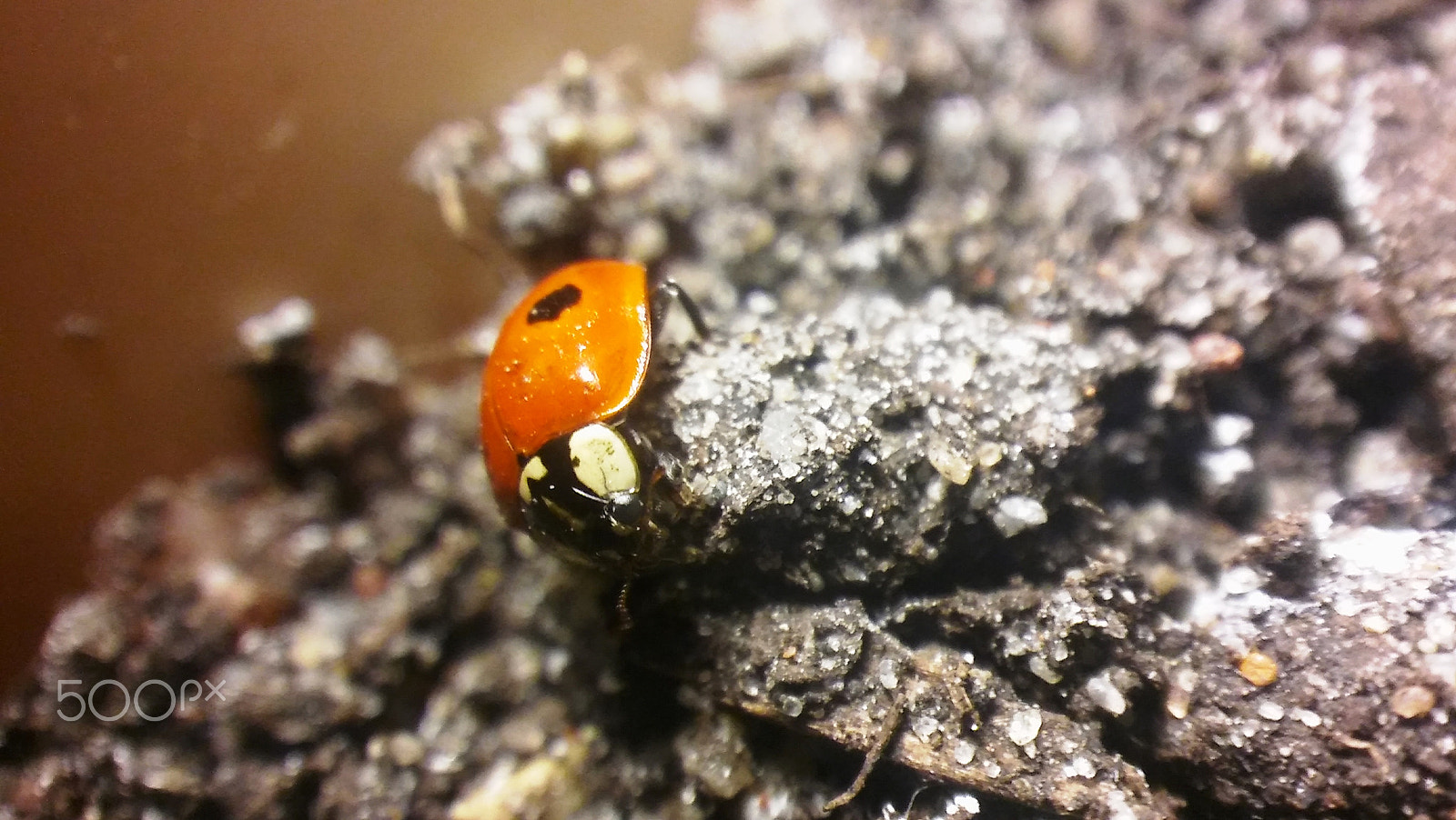 LG SPIRIT 4G LTE sample photo. Ladybug photography