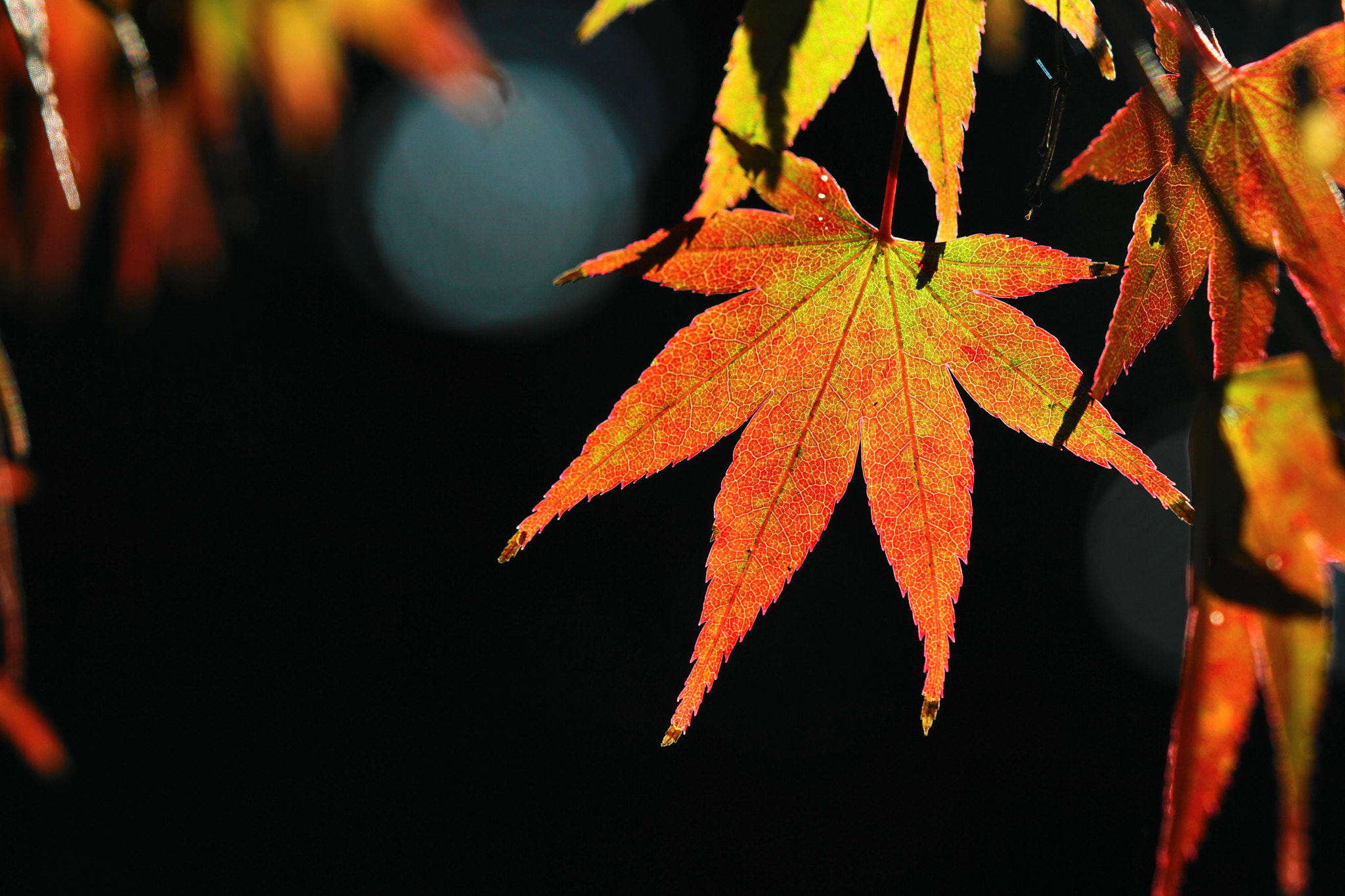 Sony a6000 + Sony FE 90mm F2.8 Macro G OSS sample photo. Autumn leaves　もみじ photography