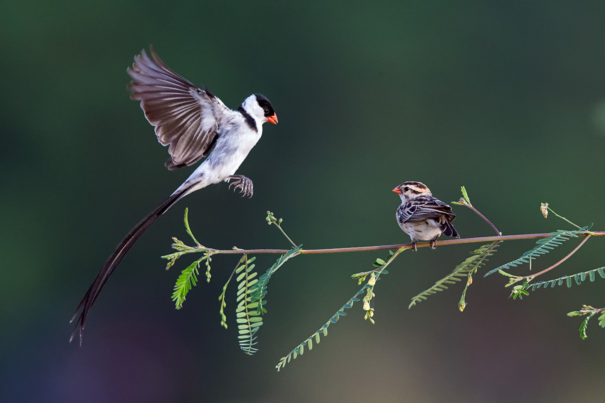 Canon EF 400mm F2.8L IS II USM sample photo. Mating dance! photography