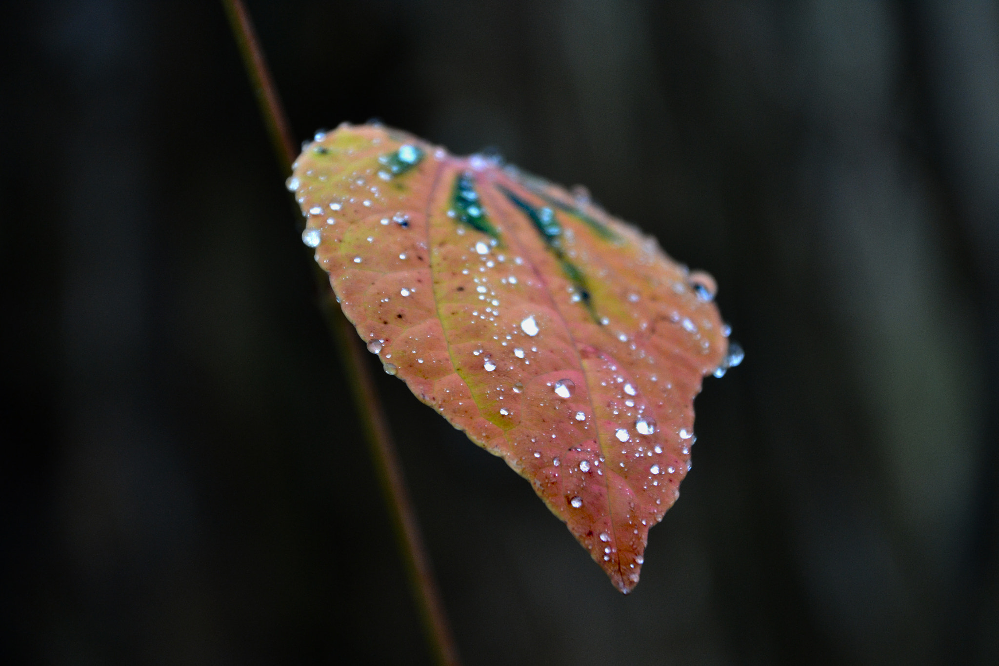 Sigma 28-300mm F3.5-6.3 DG Macro sample photo. Fragile• photography