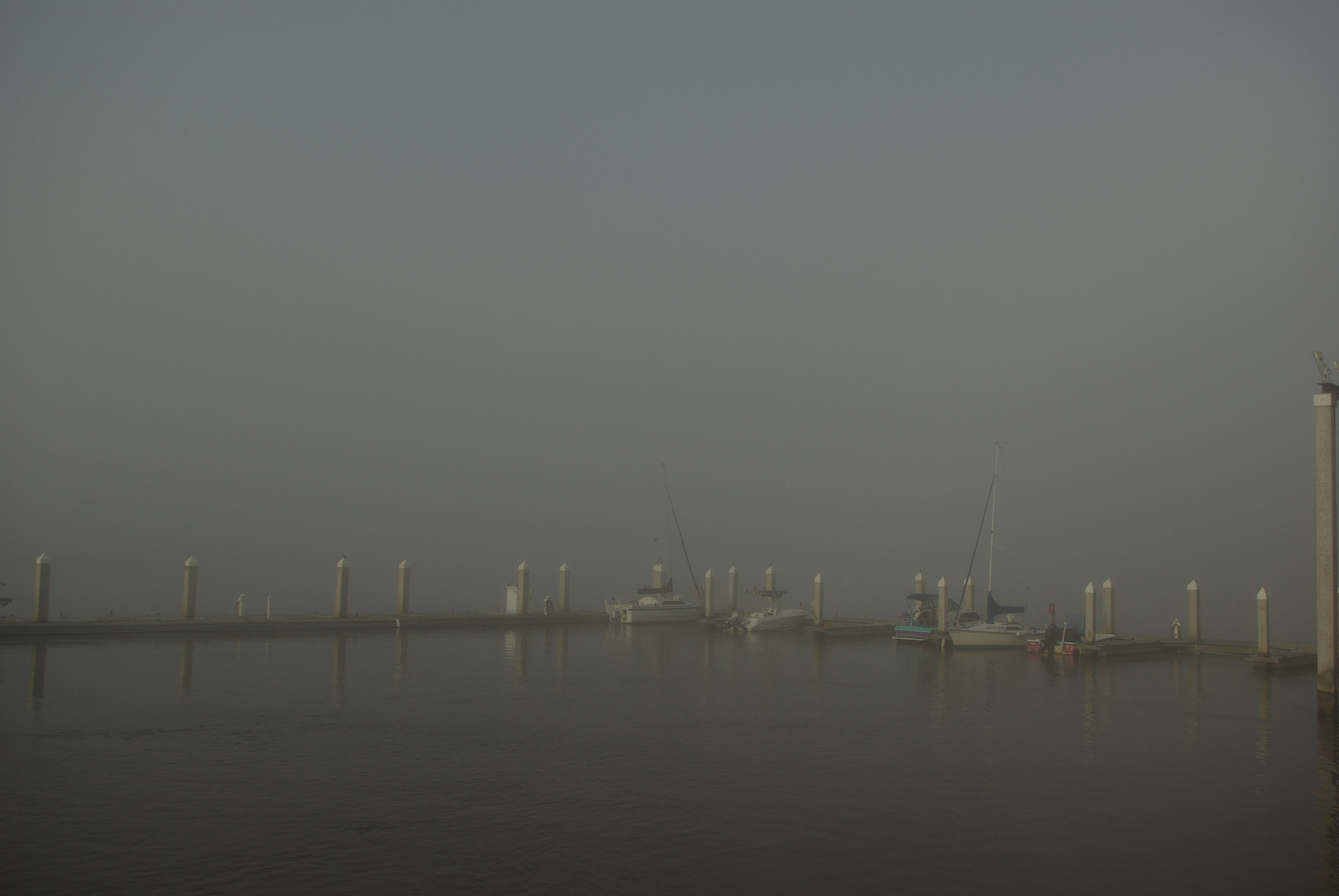 Pentax K10D sample photo. Foggy morning in savannah photography