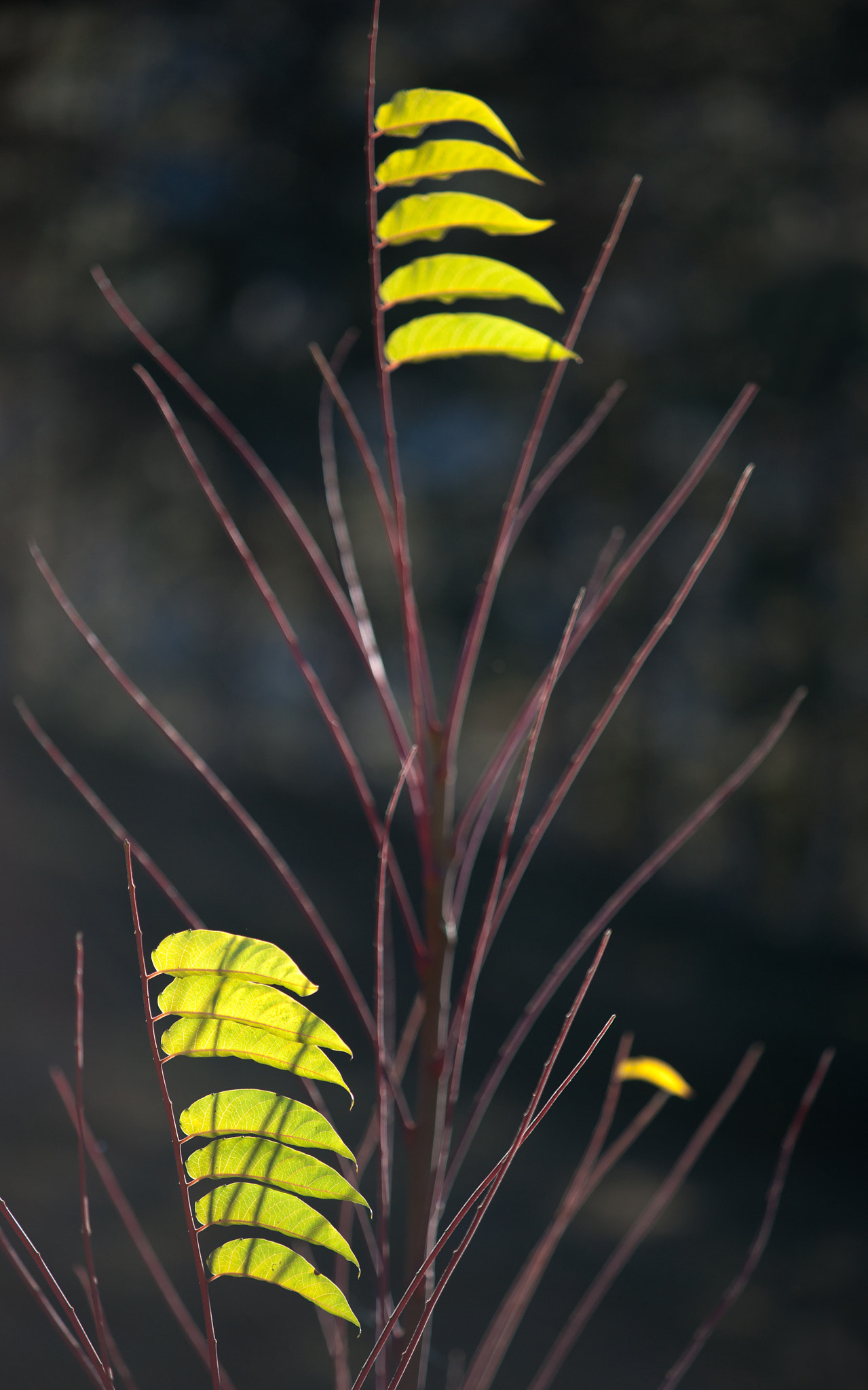 Minolta/Sony AF 70-200mm F2.8 G sample photo. Flags photography