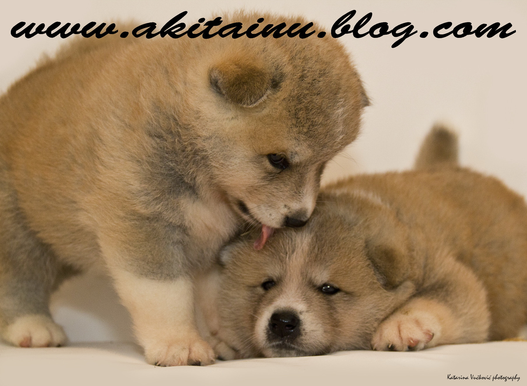 Canon EOS 550D (EOS Rebel T2i / EOS Kiss X4) sample photo. Puppies photography