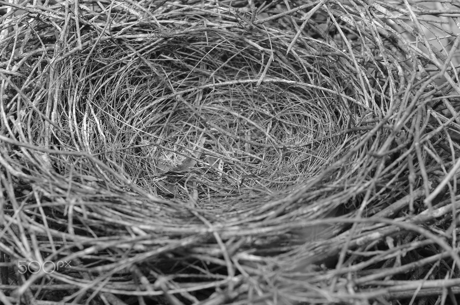 Pentax K-500 + Tamron AF 70-300mm F4-5.6 Di LD Macro sample photo. An empty nest ! photography