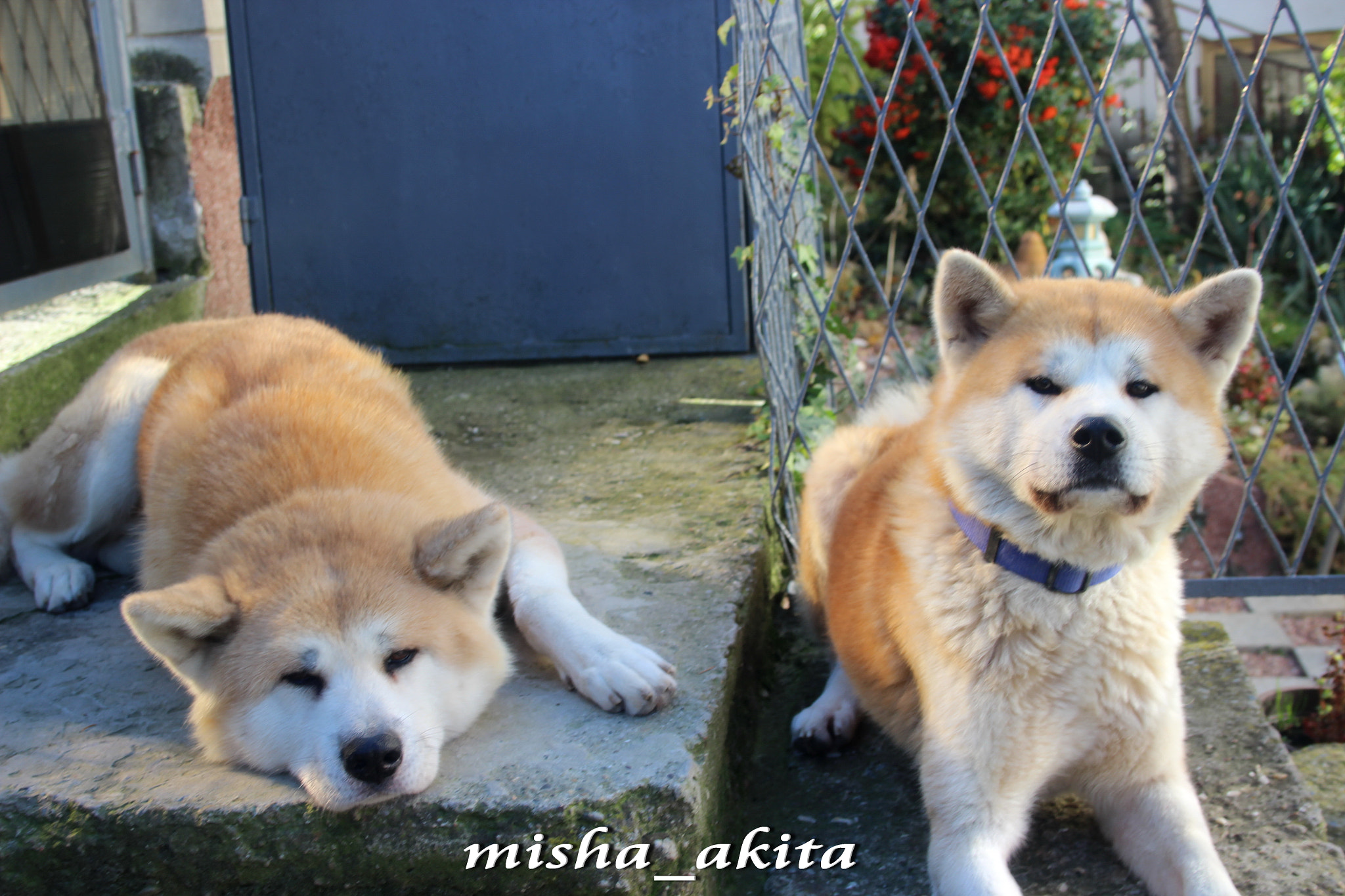 Canon EF-S 18-55mm F3.5-5.6 II sample photo. Yume & awa photography