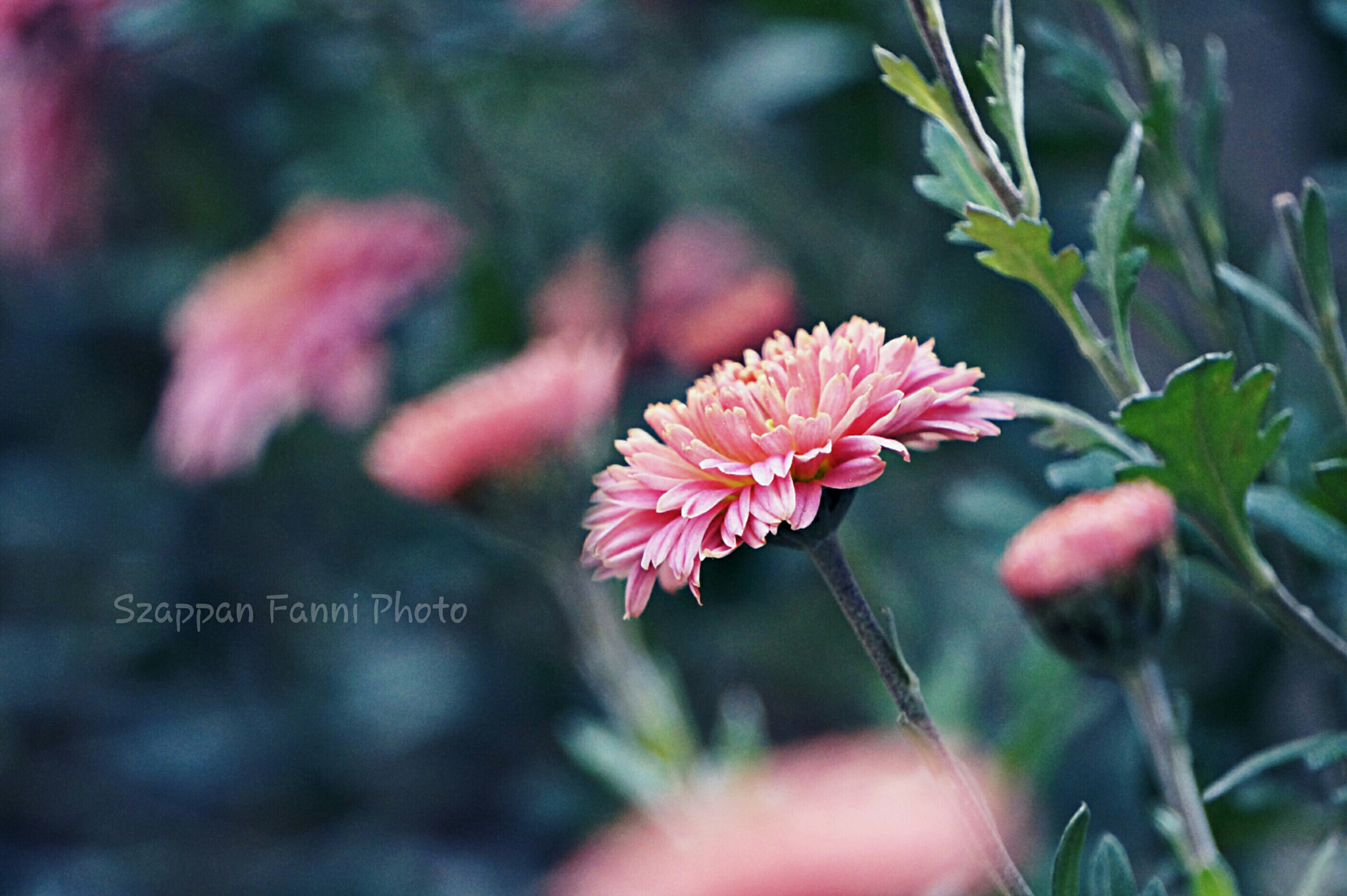 Sony Alpha a3000 sample photo