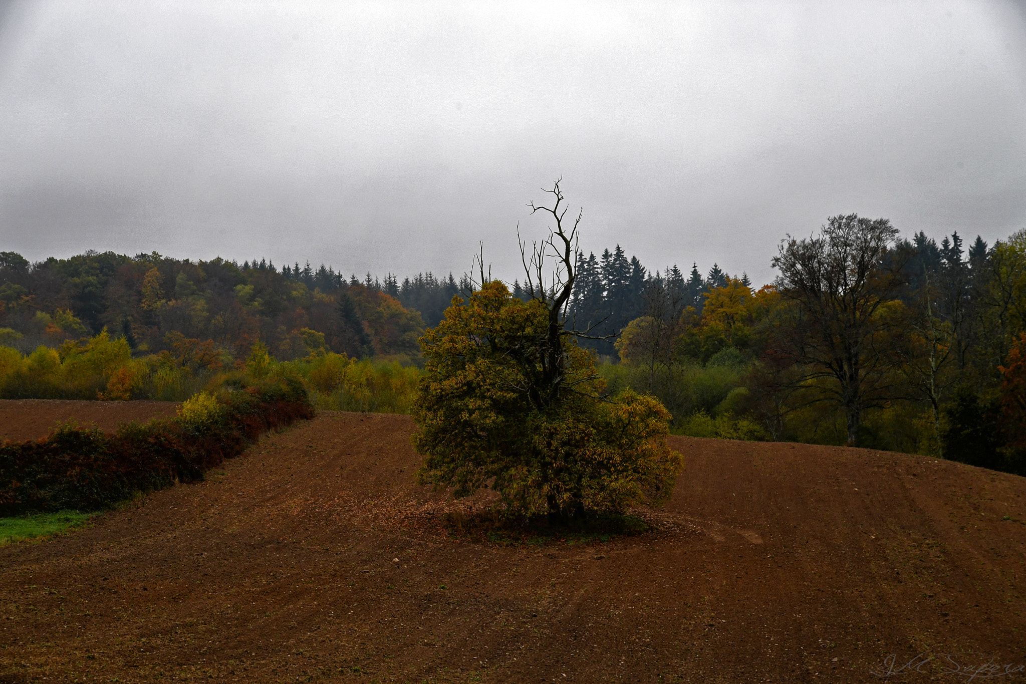 Nikon D5 + Sigma 24-105mm F4 DG OS HSM Art sample photo. Novembre en auvergne photography