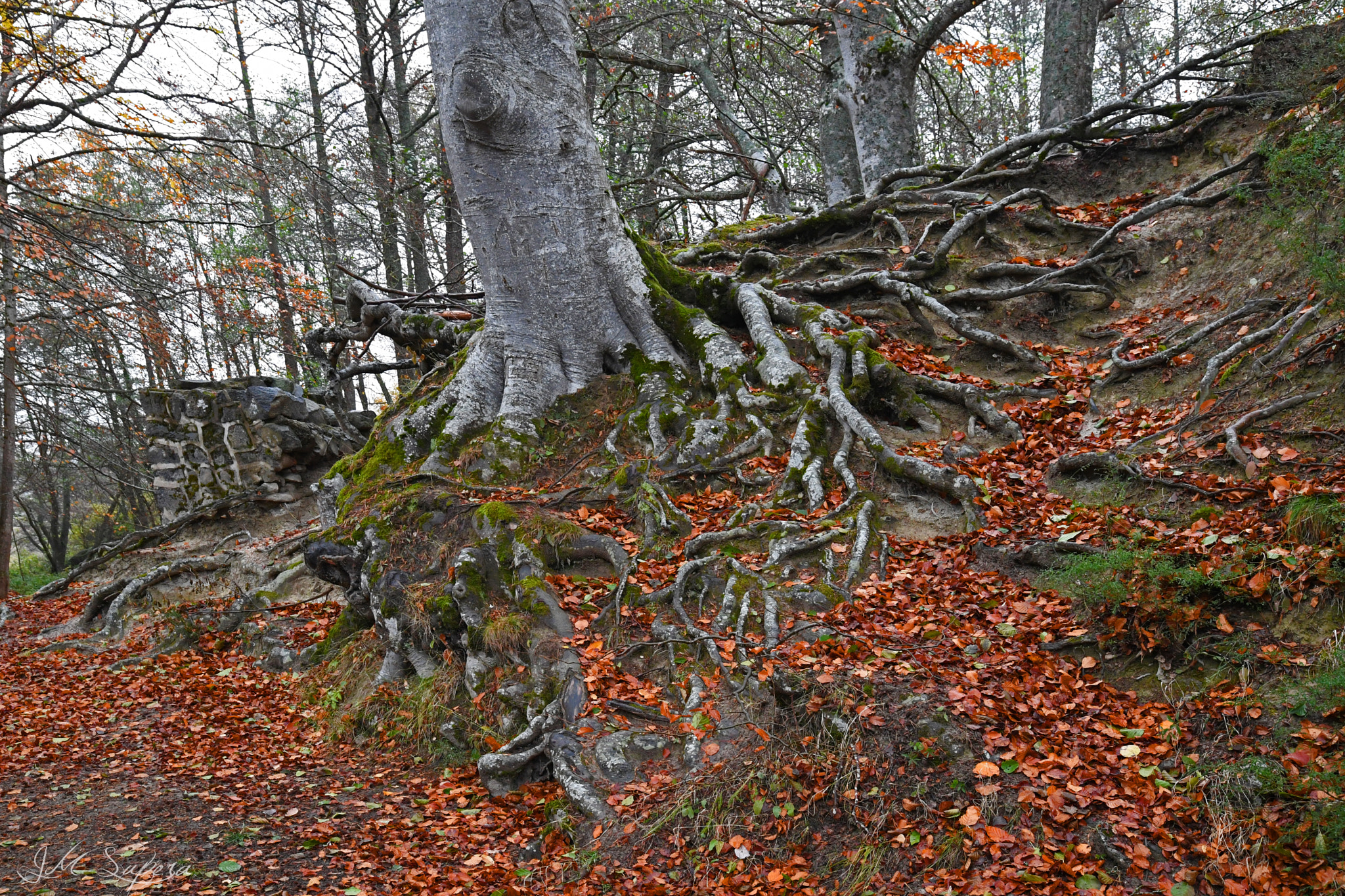 Nikon D5 + Sigma 24-105mm F4 DG OS HSM Art sample photo. Novembre en auvergne photography