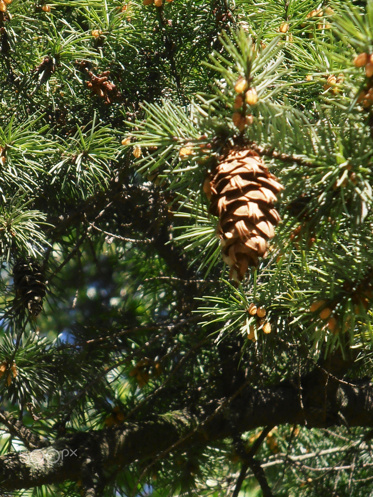 Olympus VR310,D720 sample photo. Pinecone photography