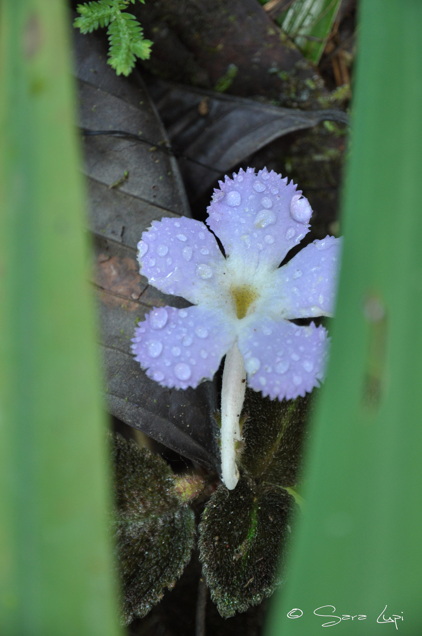 Nikon D5000 sample photo. Through nature's eyes photography