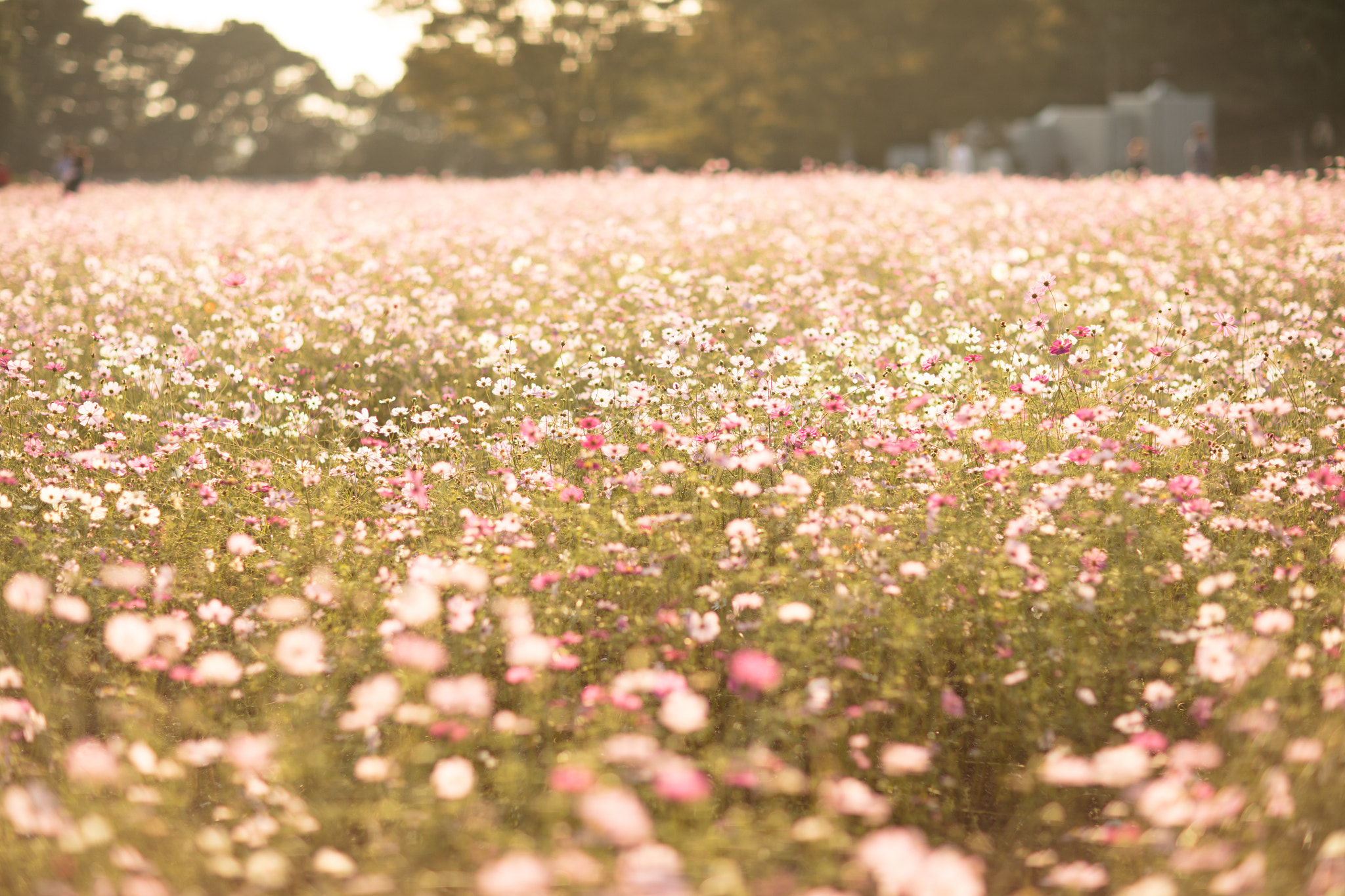 Canon EF 85mm F1.2L II USM sample photo