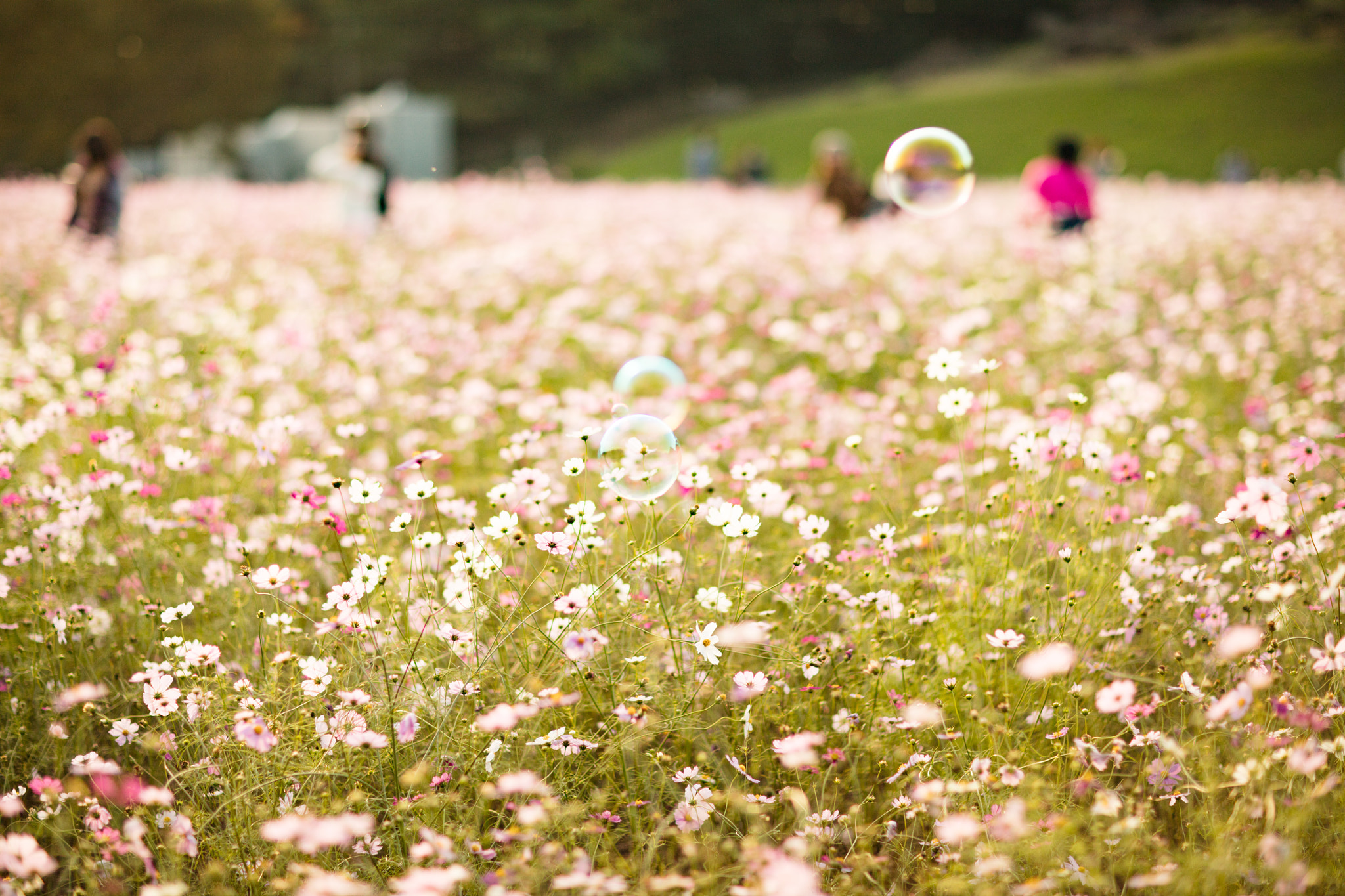 Canon EF 85mm F1.2L II USM sample photo