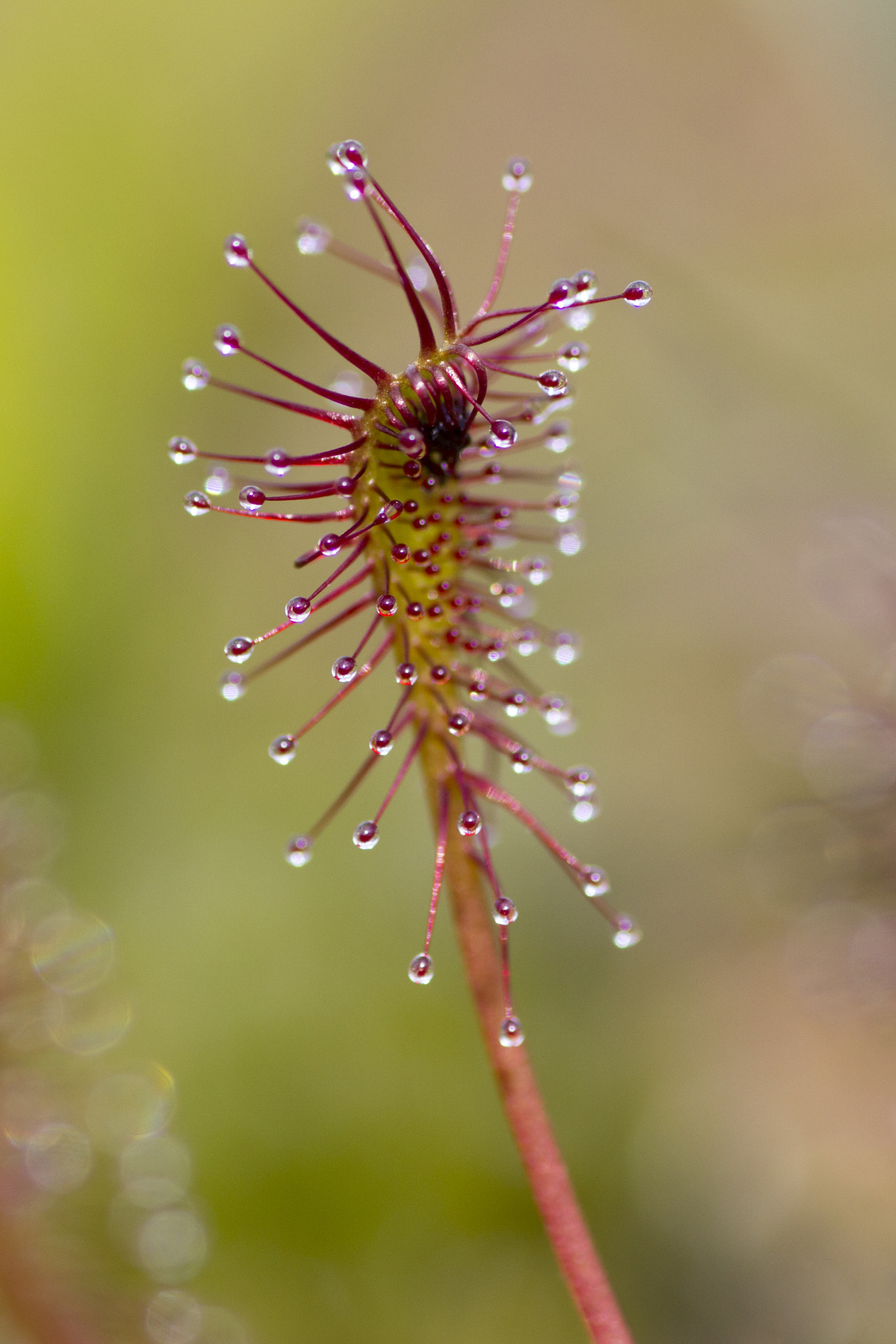 Canon EOS 600D (Rebel EOS T3i / EOS Kiss X5) + Tamron SP AF 90mm F2.8 Di Macro sample photo. Sundew photography