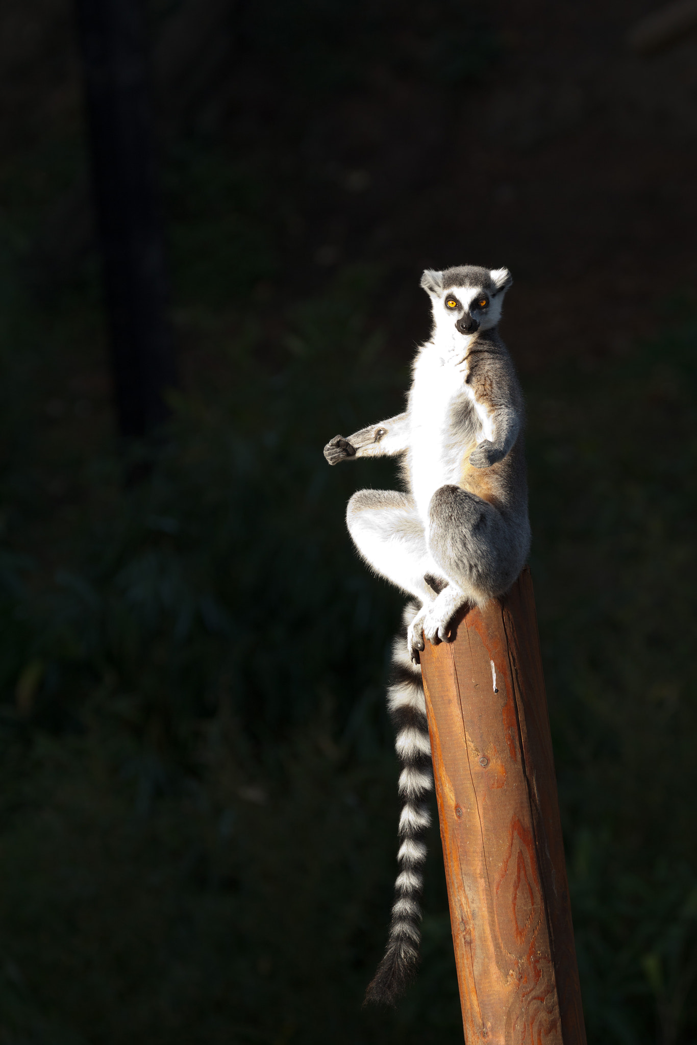 Canon EF 70-300mm F4-5.6L IS USM sample photo. This is my favourite yoga position photography