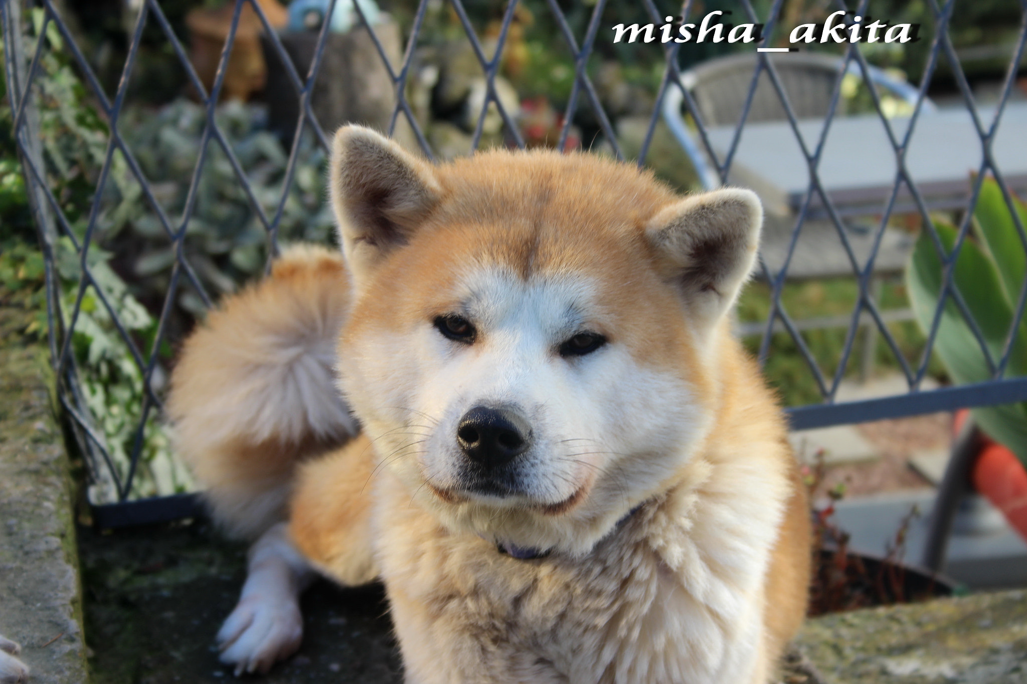 Canon EF-S 18-55mm F3.5-5.6 II sample photo. Awa photography