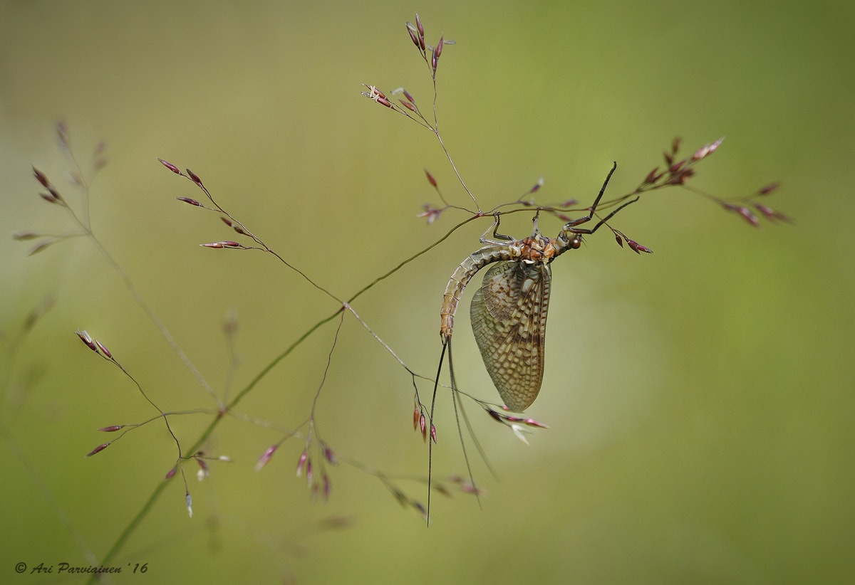 Nikon D300S sample photo. Mayfly photography