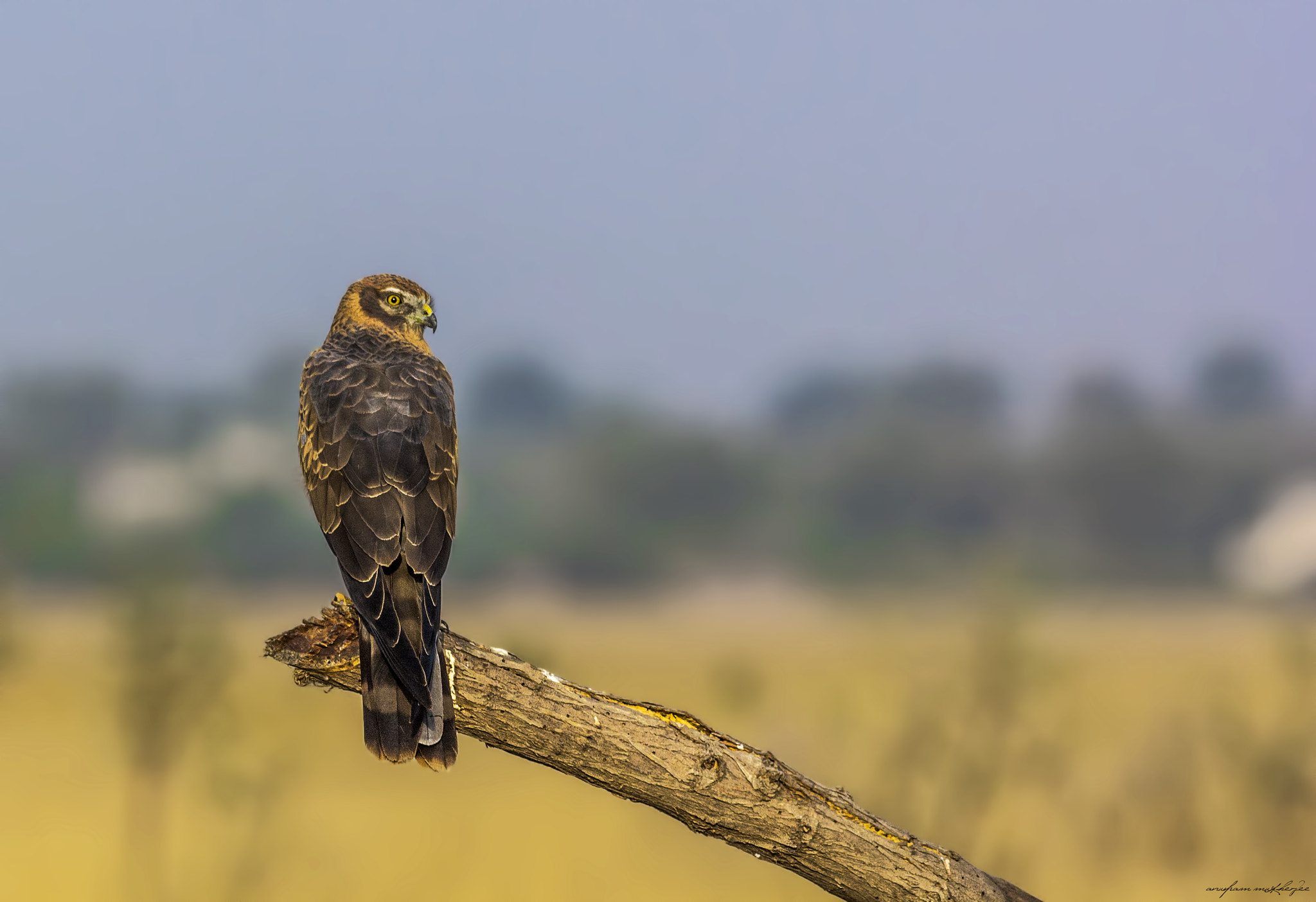 Canon EOS 60D sample photo. Montagu's harrier photography