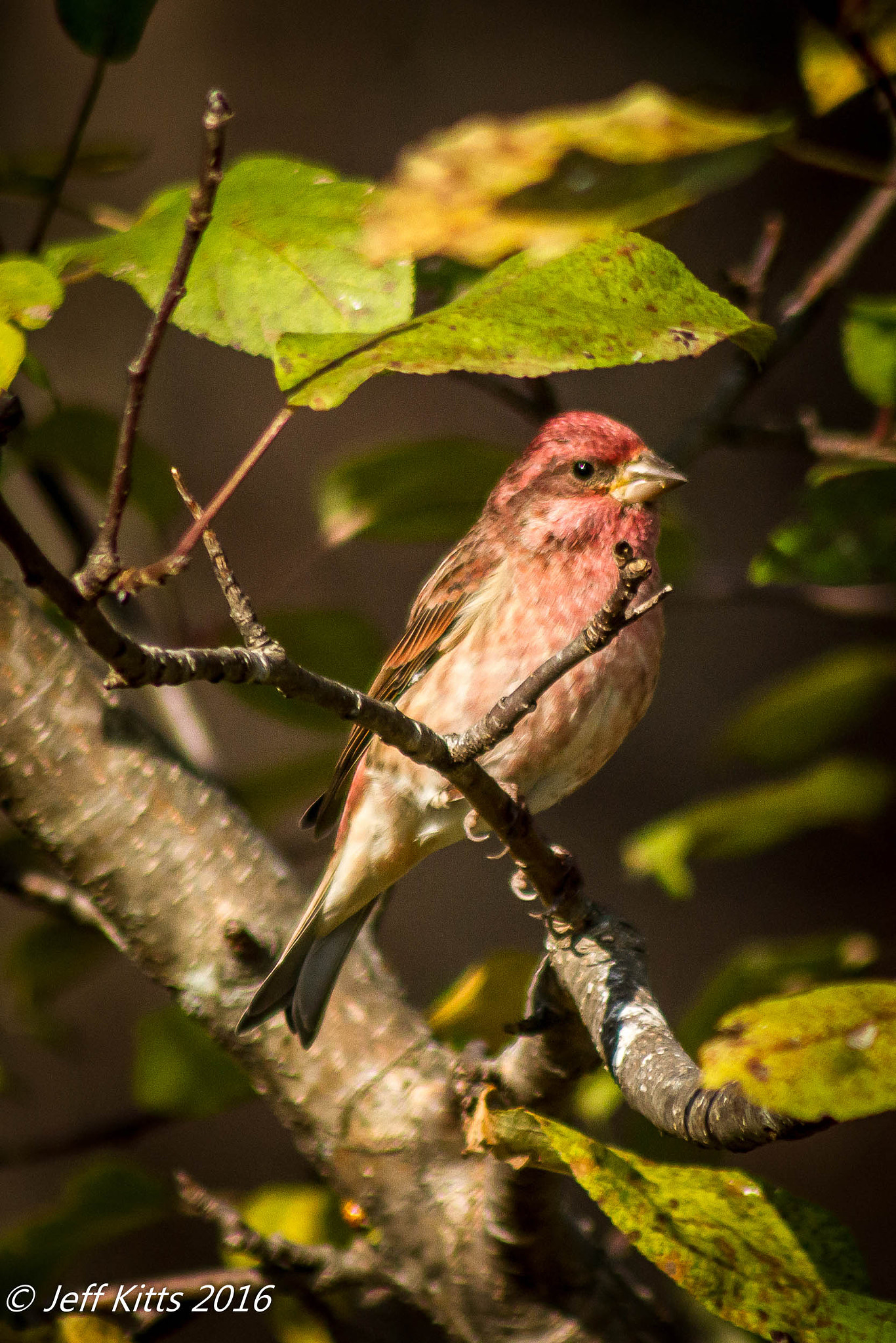 Canon EF 75-300mm f/4-5.6 USM sample photo. 4845-purple finch # 4 photography