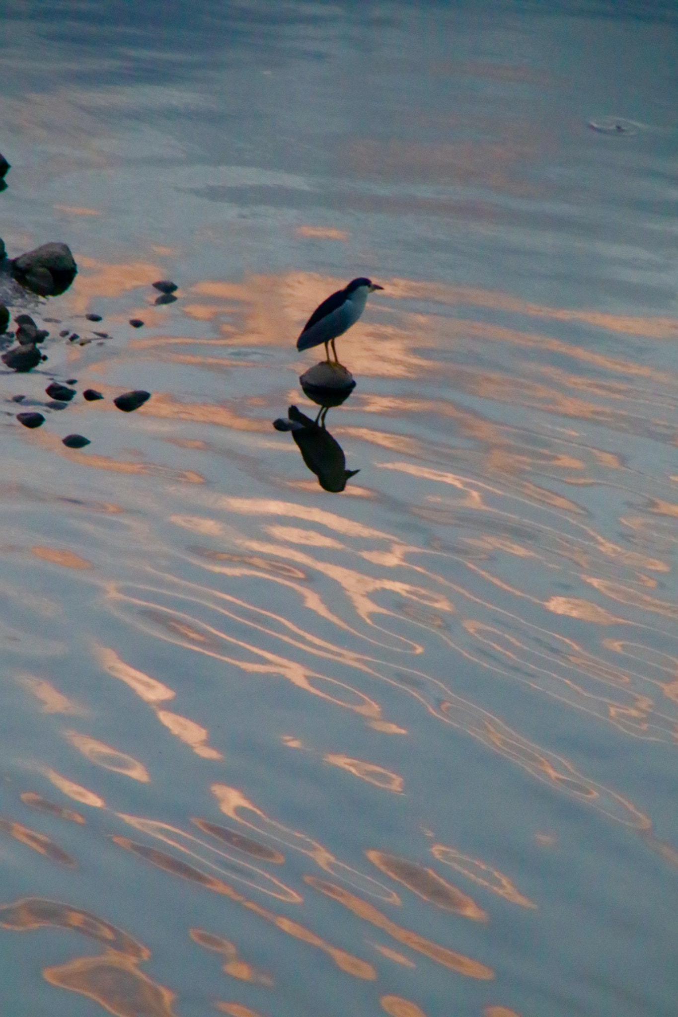 Canon 18-250mm sample photo. The bird photography
