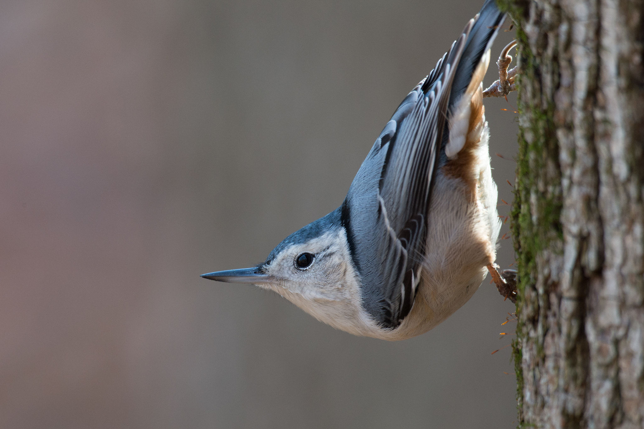 Nikon D4 + Nikon AF-S Nikkor 800mm F5.6E FL ED VR sample photo. Sittelle à poitrine blanche,white-breasted nuthat photography