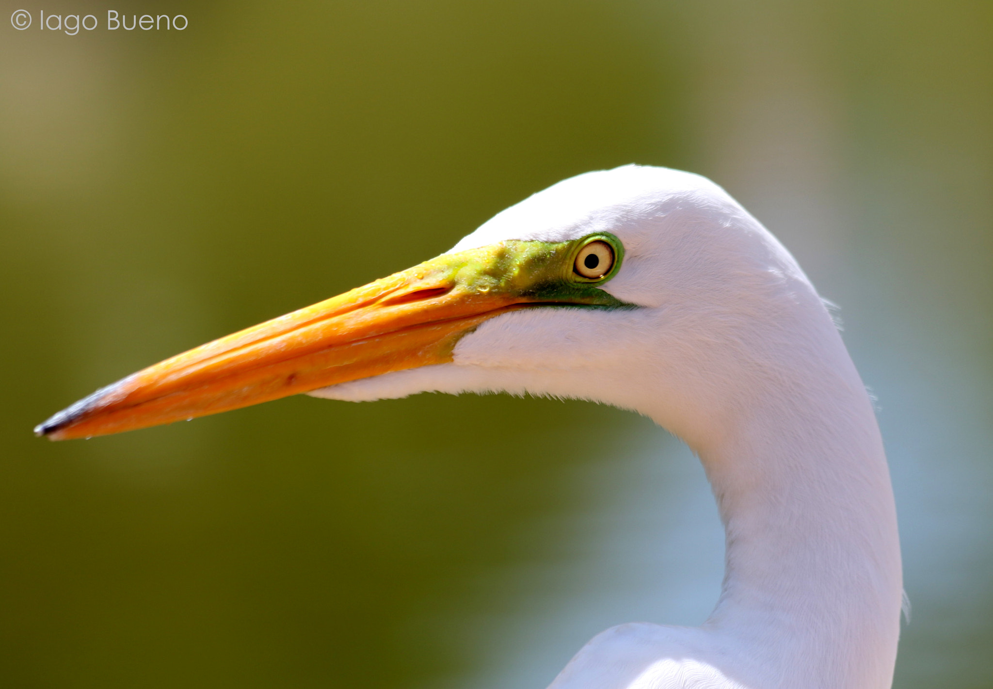Canon EF 70-300mm F4-5.6 IS USM sample photo. Great egret (ardea alba) photography