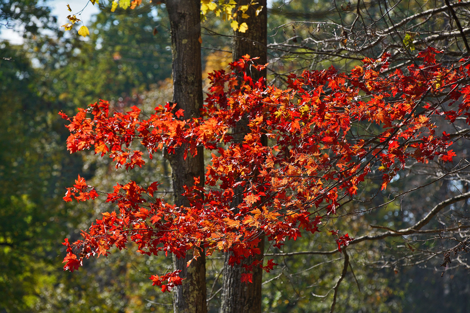 Sony a7R II + 70-200mm F2.8 G SSM OSS II sample photo. More fall reds photography