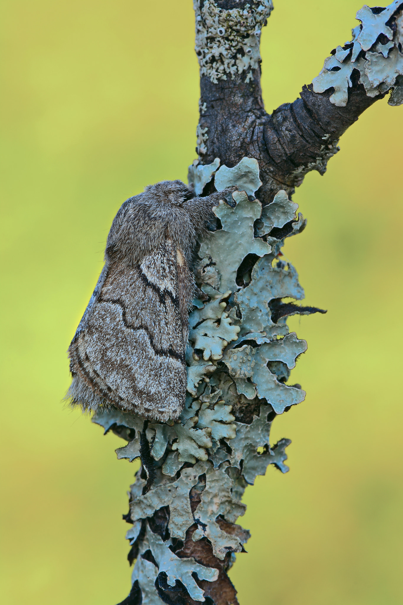 Nikon D7100 + AF Zoom-Nikkor 35-135mm f/3.5-4.5 sample photo. The pale eggar photography