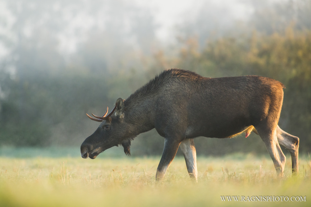 Nikon AF-S Nikkor 300mm F2.8G ED VR II sample photo. Heartsick photography